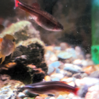 Barbus rosso pesce acquario acqua dolce