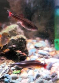 Barbus rosso pesce acquario acqua dolce