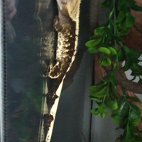 Geco Ciliatus femmina+terrario Exo terra 45x45x60