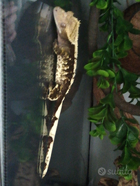 Geco Ciliatus femmina+terrario Exo terra 45x45x60