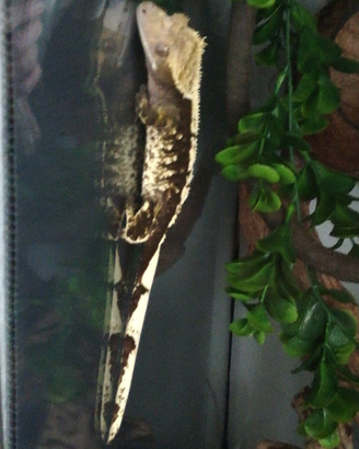 Geco Ciliatus femmina+terrario Exo terra 45x45x60