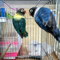 Agapornis personatus