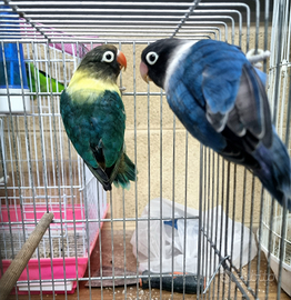 Agapornis personatus