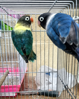 Agapornis personatus