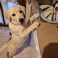 Labrador di 4 mesi e mezzo