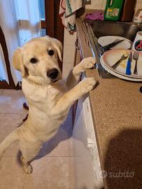 Labrador di 4 mesi e mezzo