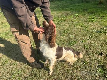 Springer Spaniel