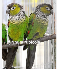 Copia pyrrhura rupicola