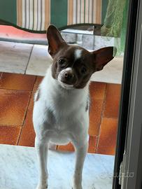 Cucciolo di chihuahua di 9 mesi
