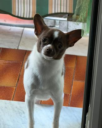 Cucciolo di chihuahua di 9 mesi