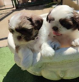 Cuccioli di Shih tzu