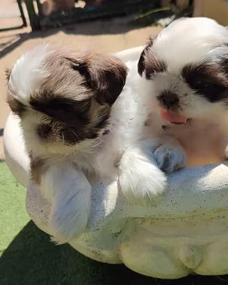 Cuccioli di Shih tzu