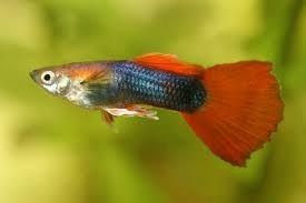 Guppy