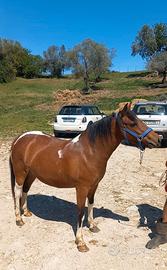 Super pony