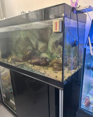Acquario Marino e dolce