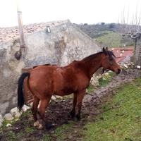 Cavallo