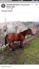 Cavallo