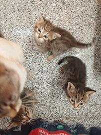 Gattini