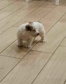 Jack russell cucciolo