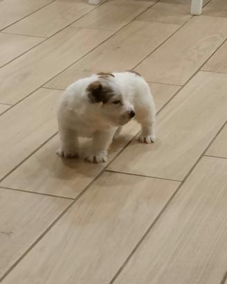 Jack russell cucciolo