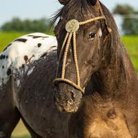 Cavallo Argentino X appalosa