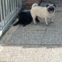 Carlina con Pedigree