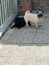 Carlina con Pedigree