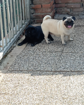 Carlina con Pedigree