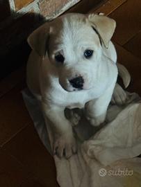 Cuccioli di due mesi