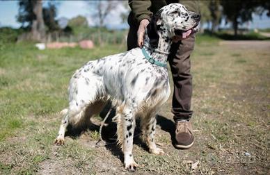 Setter caccia e gare