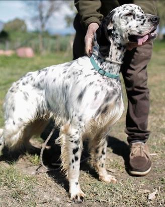 Setter caccia e gare