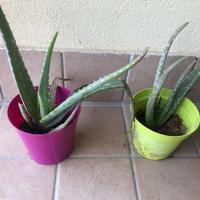 Piante aloe vera e piante grasse
