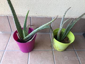Piante aloe vera e piante grasse