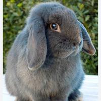 Coniglietta testa di leone e coniglietta Ariete