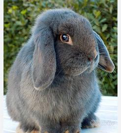 Coniglietta testa di leone e coniglietta Ariete