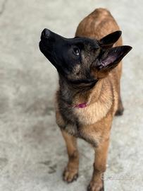 Cuccioli pastore belga Malinois