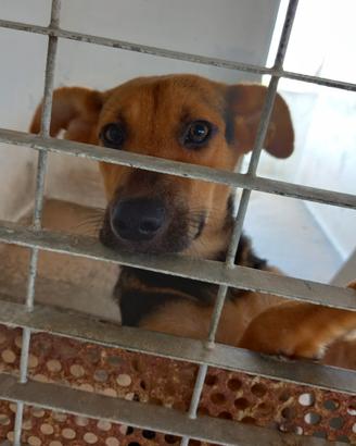 Sissy cucciola taglia medio piccola