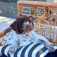 Due cucciole di Lagotto Romagnolo