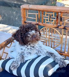 Due cucciole di Lagotto Romagnolo