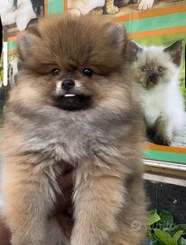 Cuccioli di spitz della pomerania