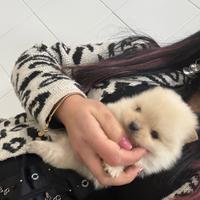 Miny Spitz