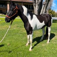 Paint puledro 3 anni