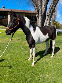 Paint puledro 3 anni