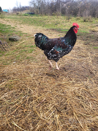 Gallo Sussex Millefiori