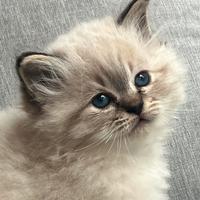 Cuccioli sacro di Birmania