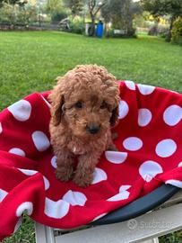 Cuccioli di barboncino