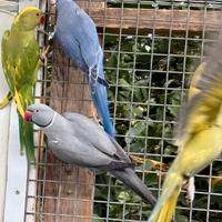 Parrocchetto dal collare