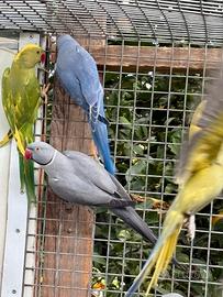 Parrocchetto dal collare