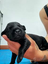 Cuccioli di Labrador