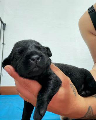 Cuccioli di Labrador